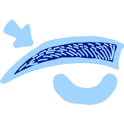 eyebrow