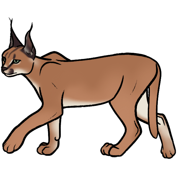 caracal