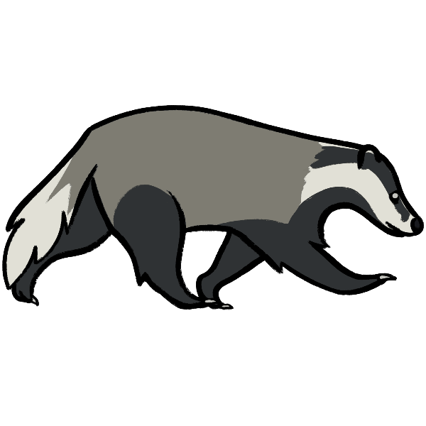 European badger