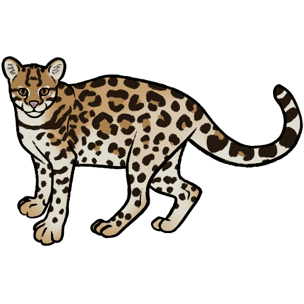 ocelot
