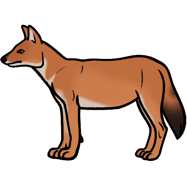 dhole