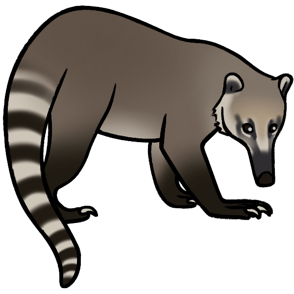 coatimundi