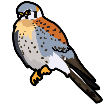 American kestrel