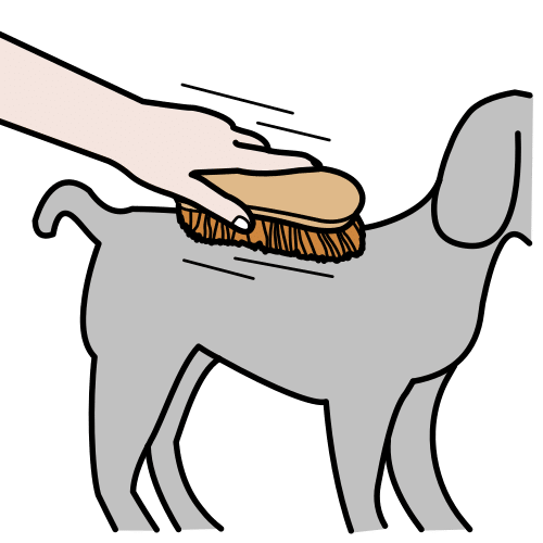 brush the dog