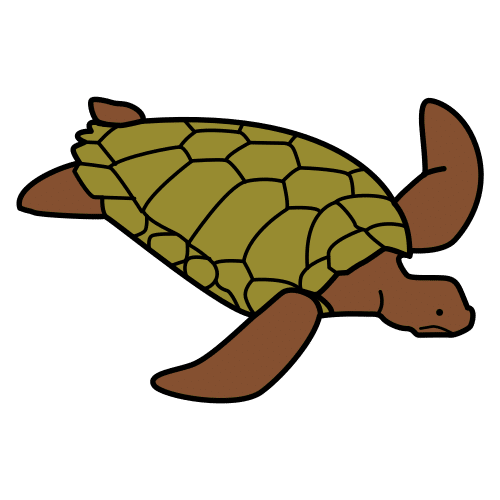 turtle