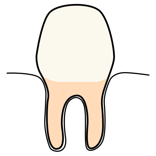 tooth (singular), teeth (plural)