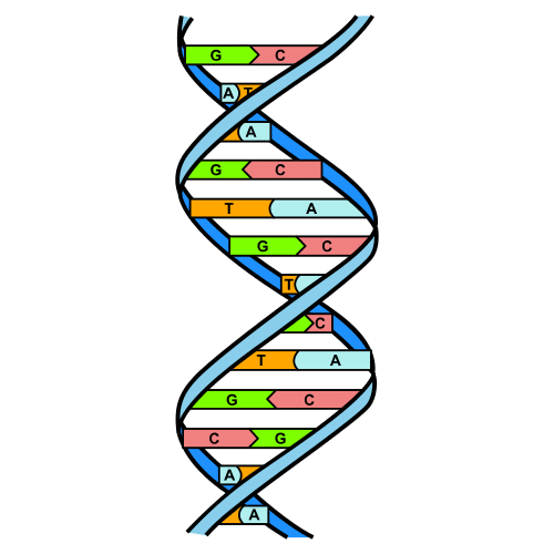DNA