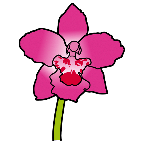 orquÃ­dea