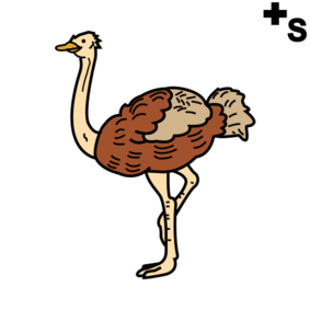 struisvogels