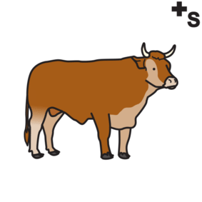 steers, bulls