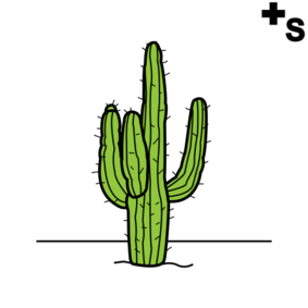 cactuses, cacti