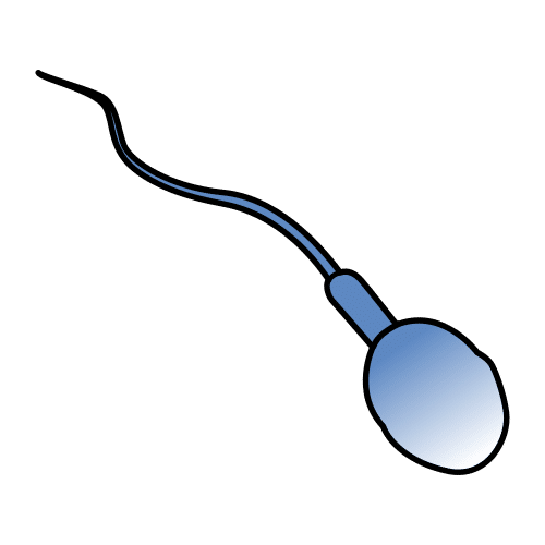 spermatozoid