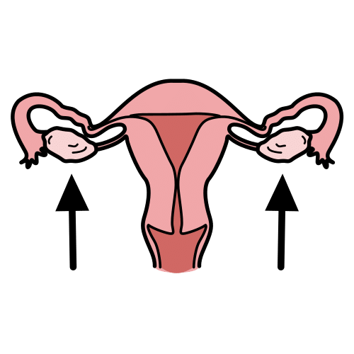 ovarios