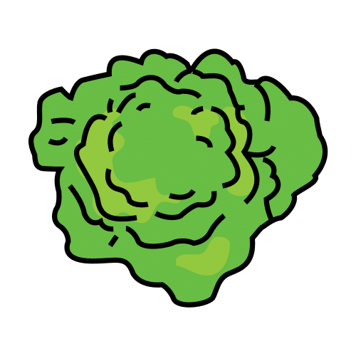 lettuce
