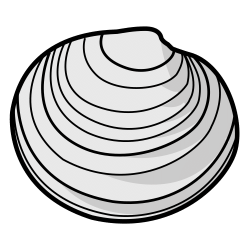 clam