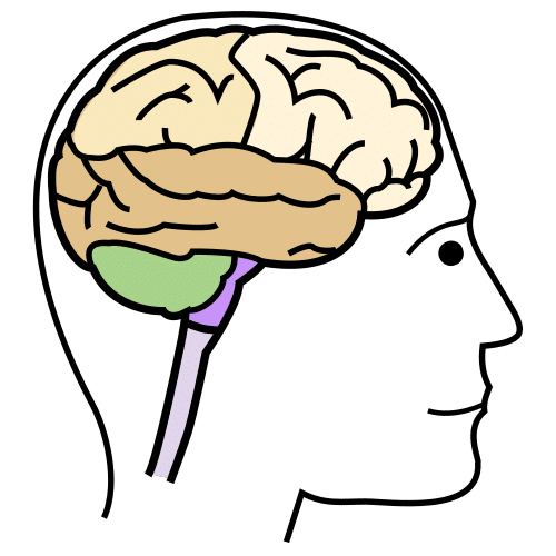 brain
