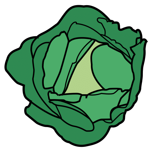 cabbage
