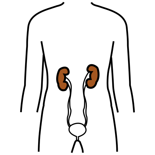 kidneys