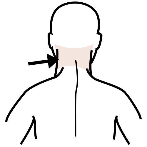 back of the neck