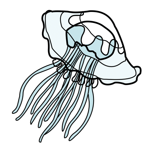jellyfish