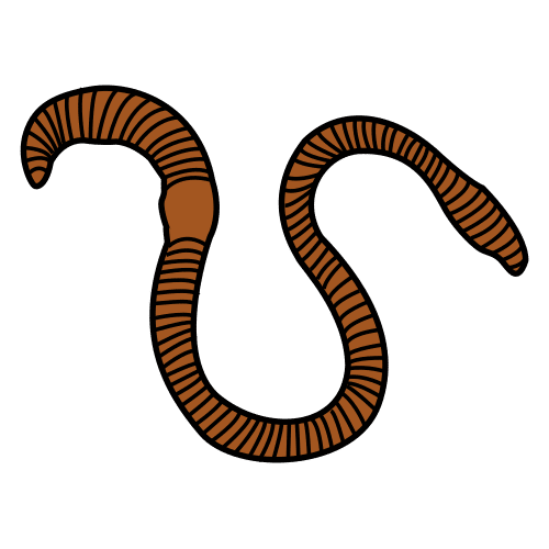 дъждовен червей