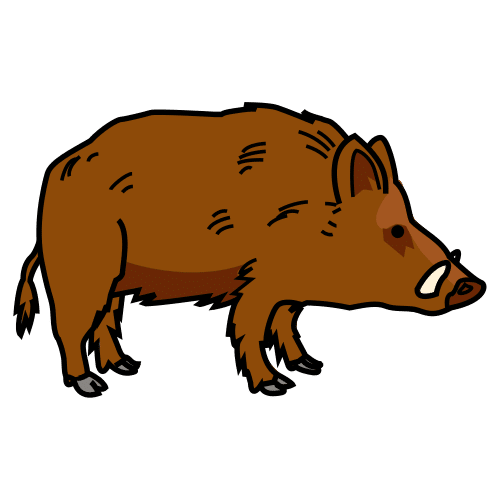 boar