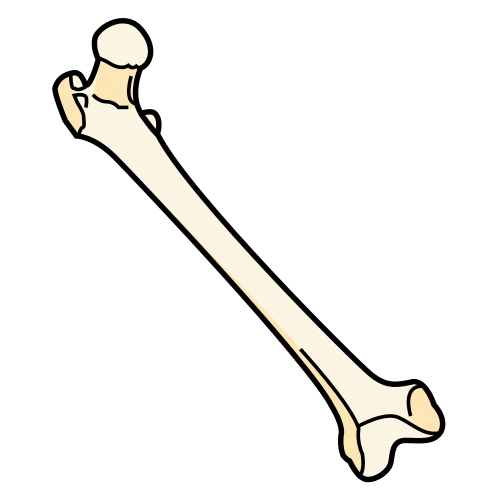 bone