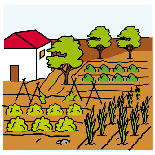 (vegetable) garden, garden