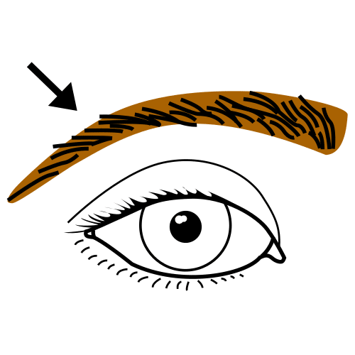 eyebrow