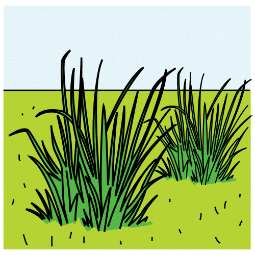 grass