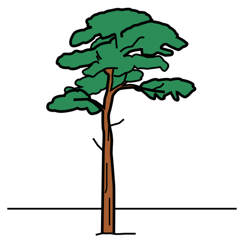 pine tree