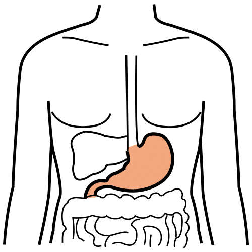 stomach in ARASAAC · Global Symbols