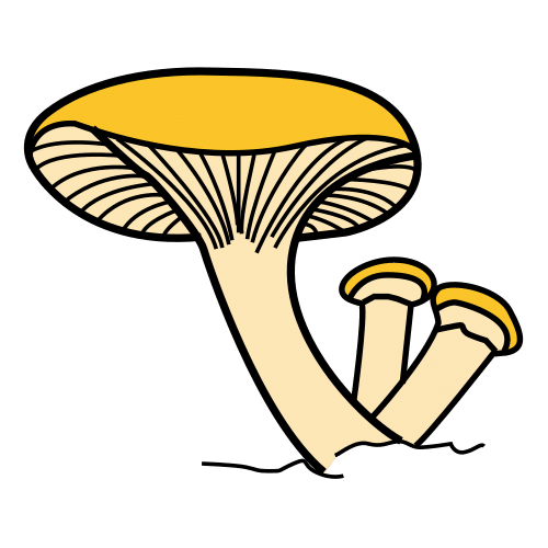 mushrooms