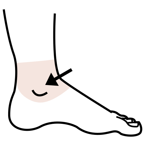ankle