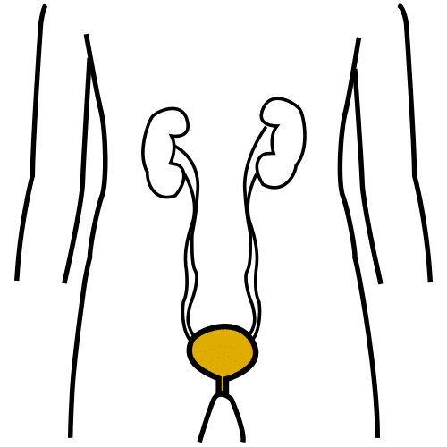 bladder