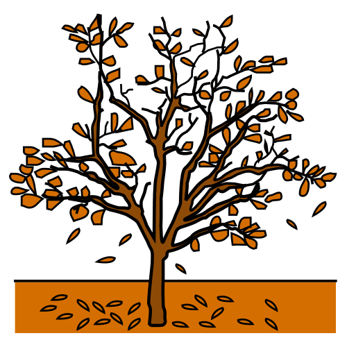 Ã¡rbol de otoÃ±o