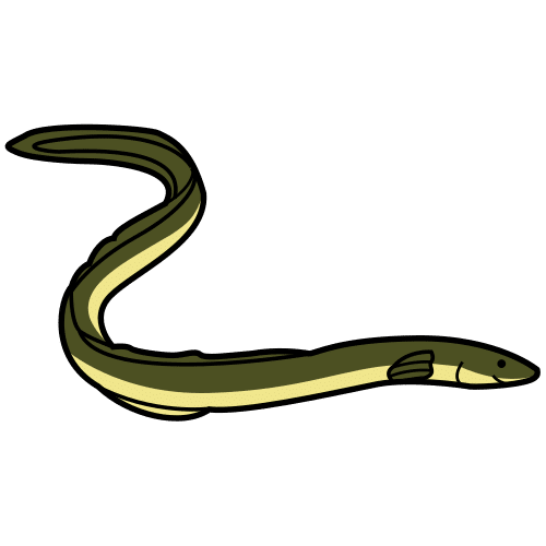 eel