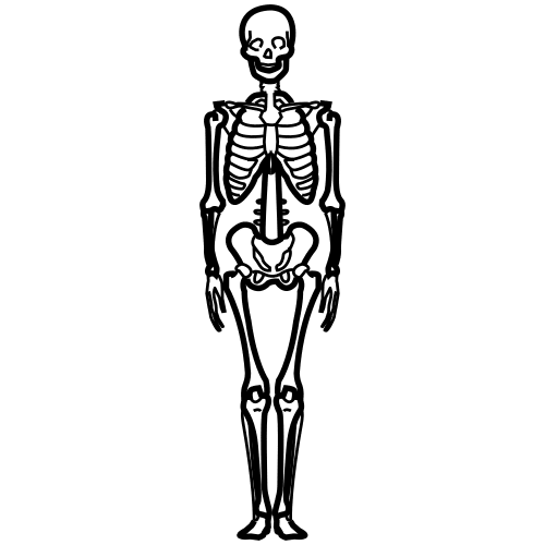 skeleton