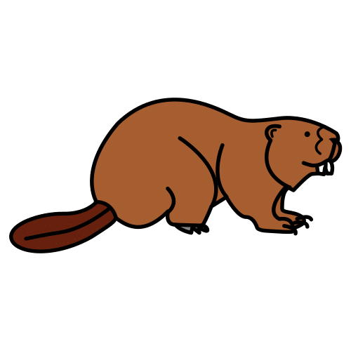 beaver