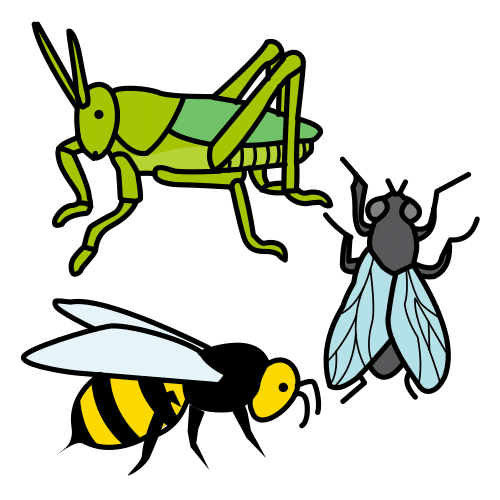 insects