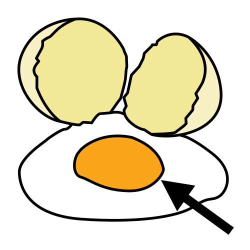 yolk