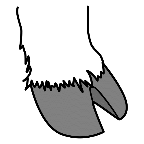 hoof