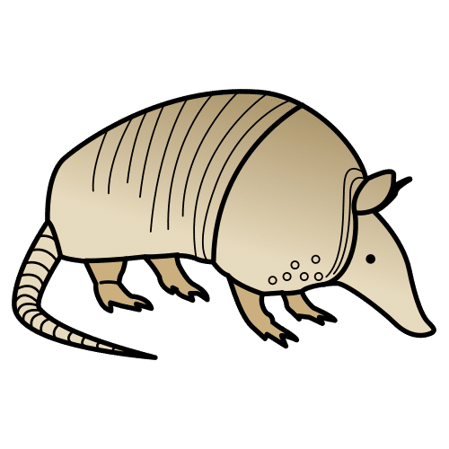 armadillo