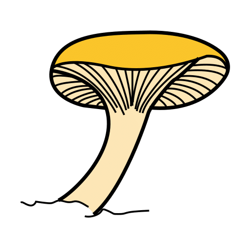fungus