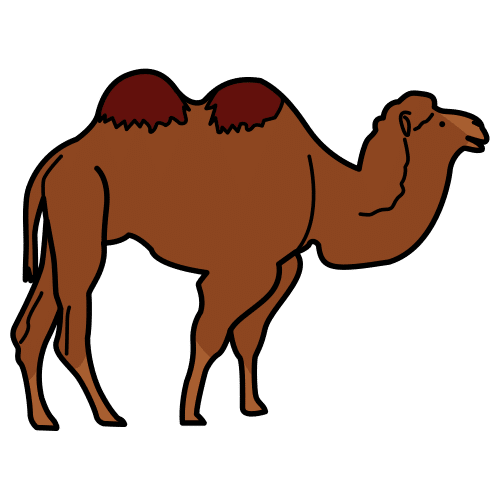 camello