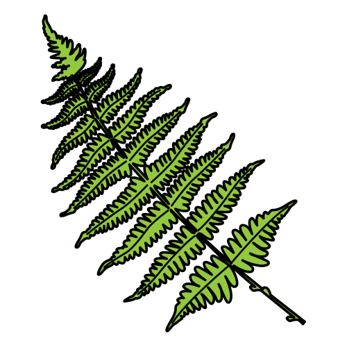 fern