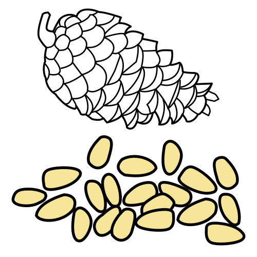 pine nuts