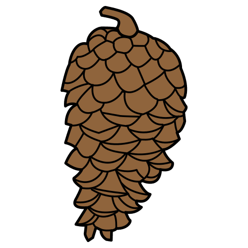 pinecone