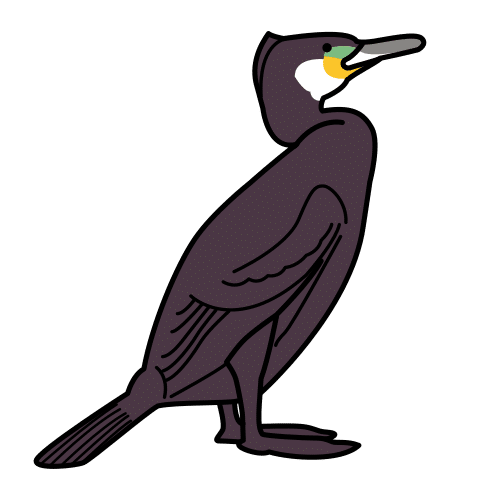 cormorant