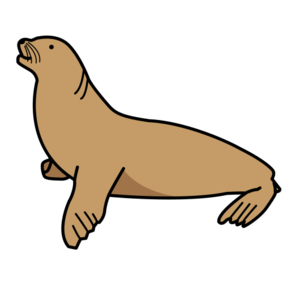 sea lion